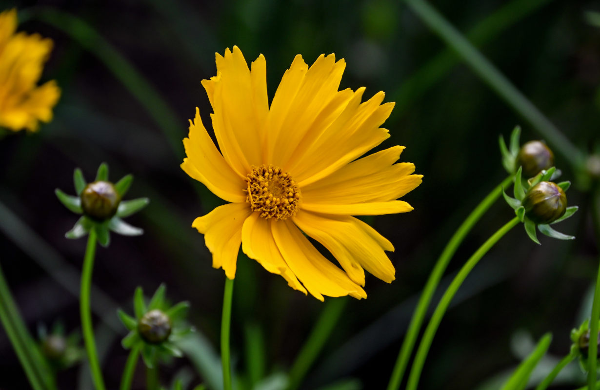 Изображение особи Coreopsis grandiflora.