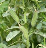 Ononis biflora. Часть побега с плодами. Республика Кипр, г. Лимасол, огороженный земельный участок. 03.04.2026.