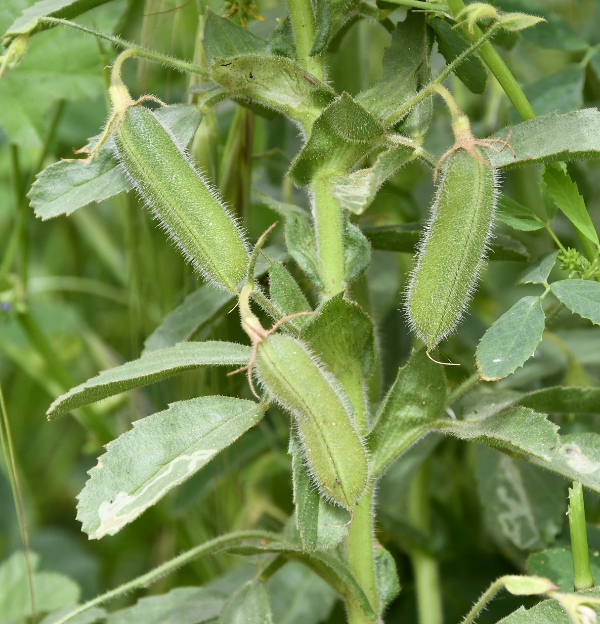 Image of Ononis biflora specimen.
