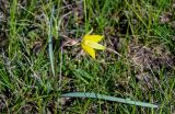 Tulipa biebersteiniana. Цветущее растение. Волгоградская обл., Иловлинский р-н, природный парк \"Донской\", степь. 10.04.2026.