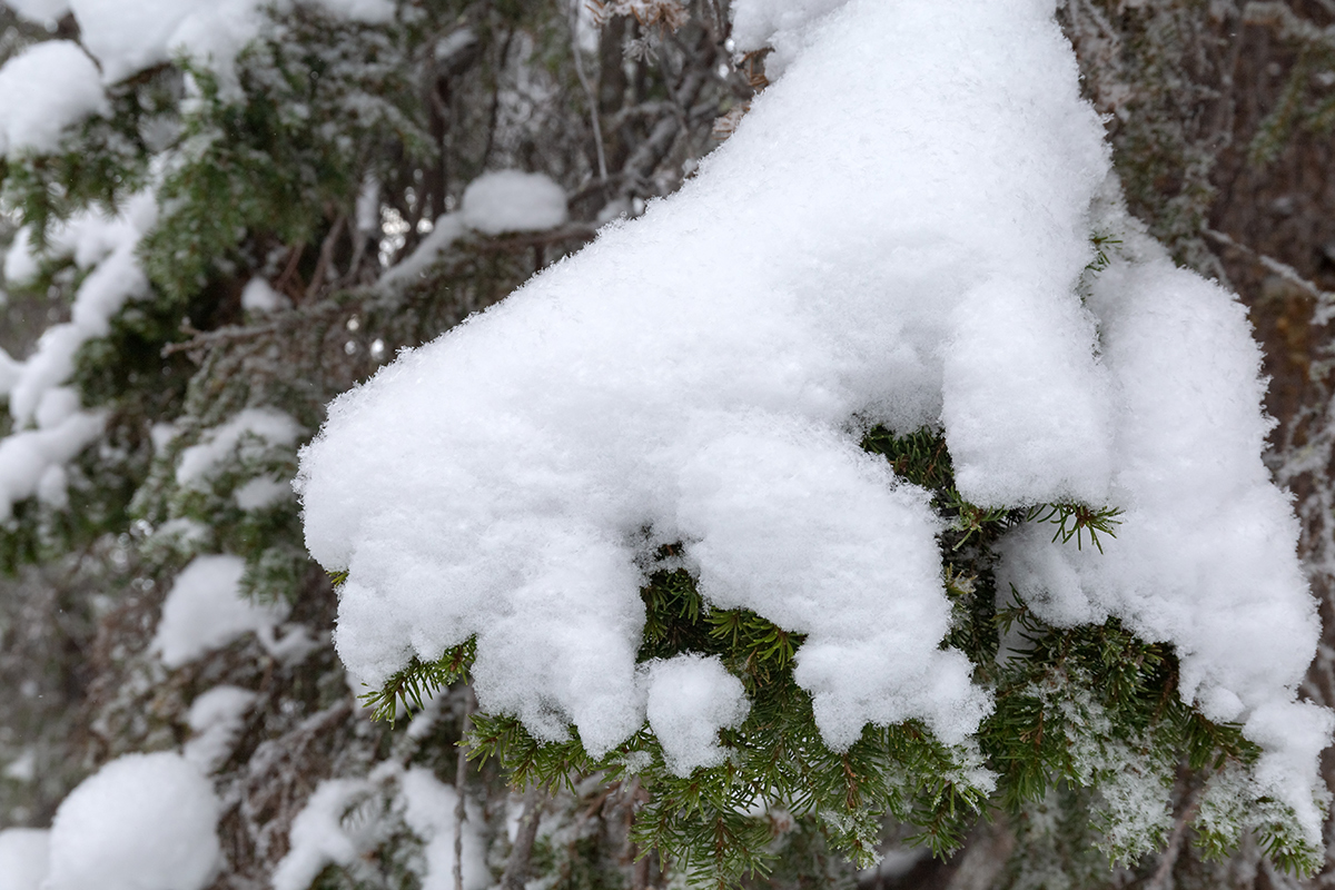 Image of Picea obovata specimen.