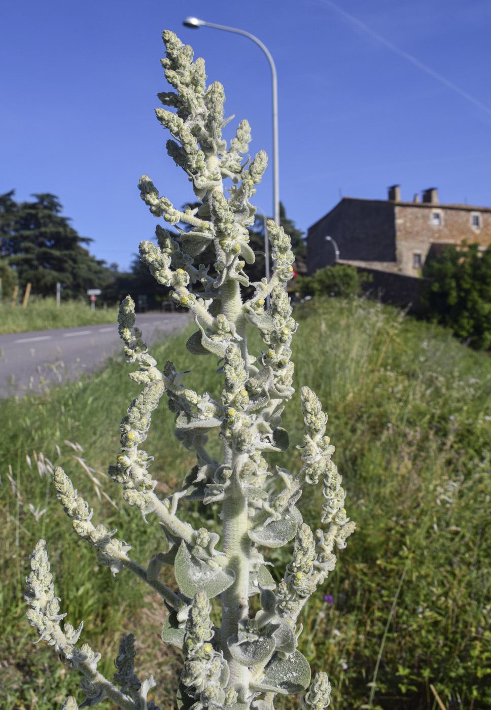 Image of Verbascum pulverulentum specimen.