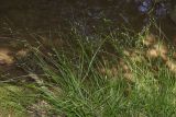 Carex remota