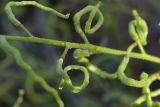 семейство Brassicaceae