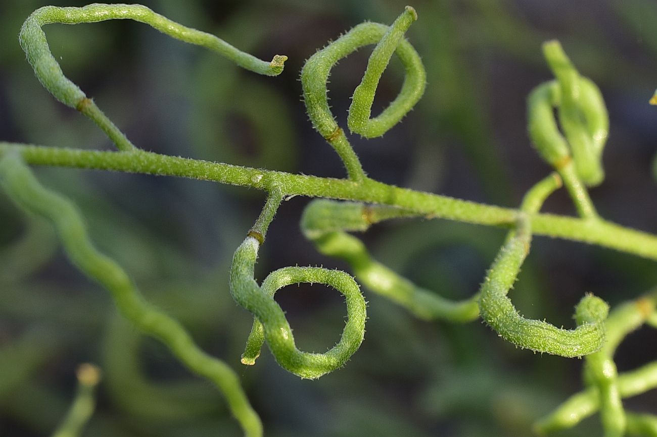 Image of familia Brassicaceae specimen.