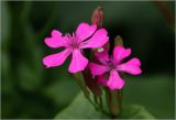 Silene armeria