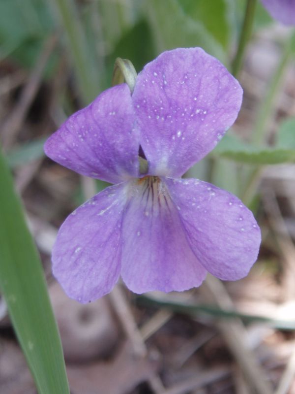 Image of Viola hirta specimen.