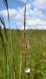 Festuca rubra. Соцветие. Тульская обл., Заокский р-н, Бутиково, луг. 28.06.2026.