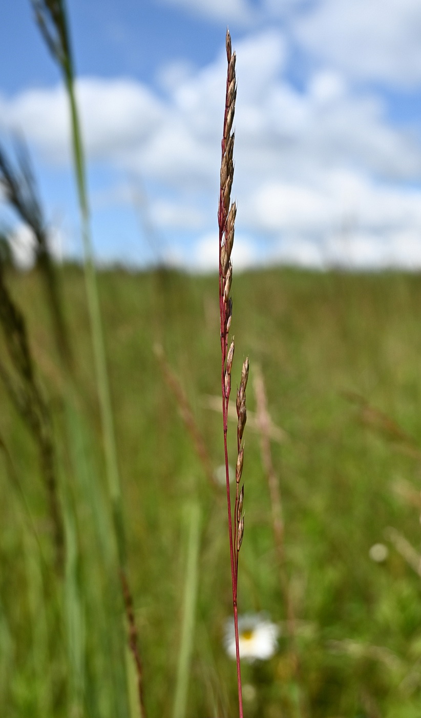 Image of Festuca rubra specimen.