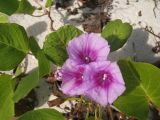 Ipomoea pes-caprae. Цветки и листья. Тихий океан, о-ва Тонга, необитаемый островок вблизи о-ва Тонгатапу, берег моря, песчаный пляж. Июль 2026 г.