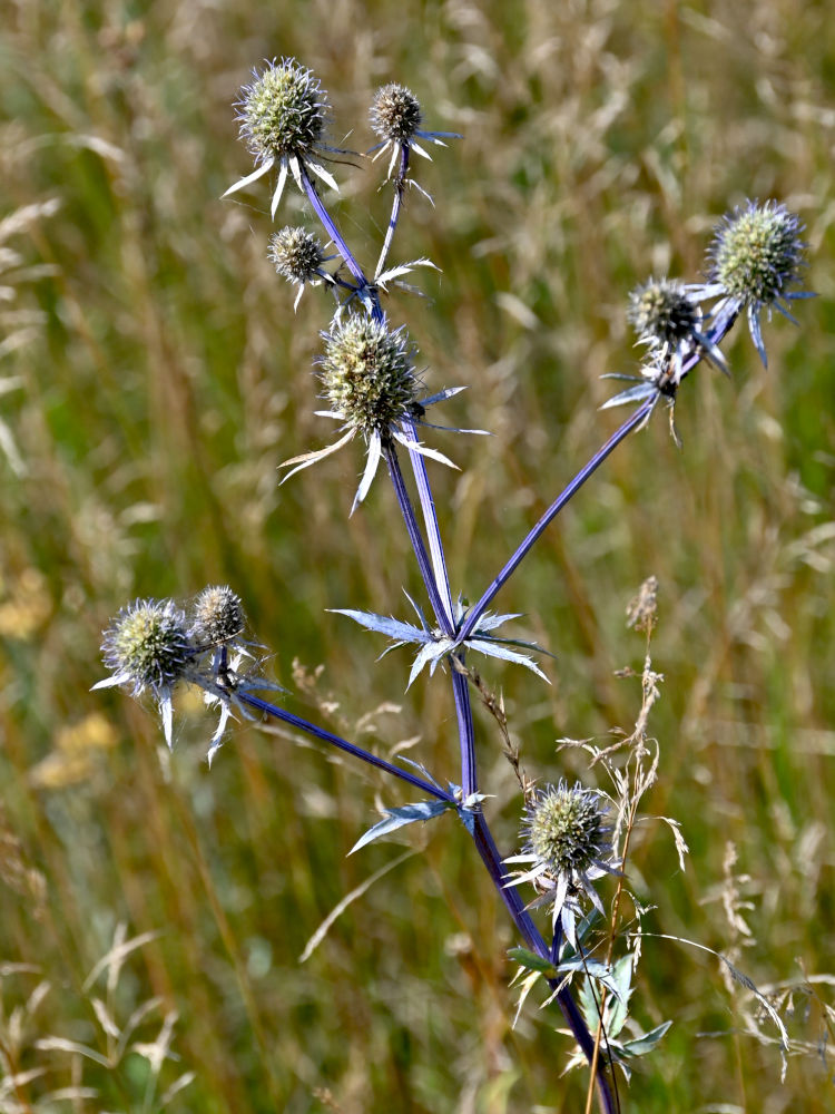 Изображение особи Eryngium planum.