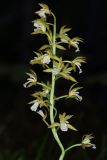 Oreorchis patens. Соцветие. Сахалин, г. Южно-Сахалинск, западный макросклон Сусунайского хр., левый склон долины р. Уюновка, 165 м н.у.м., елово-пихтовый лес. 27.06.2025.