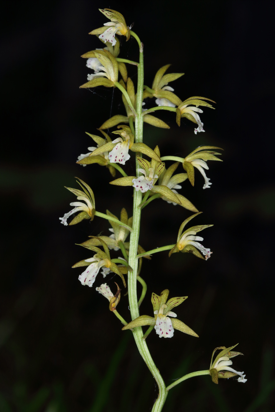 Изображение особи Oreorchis patens.