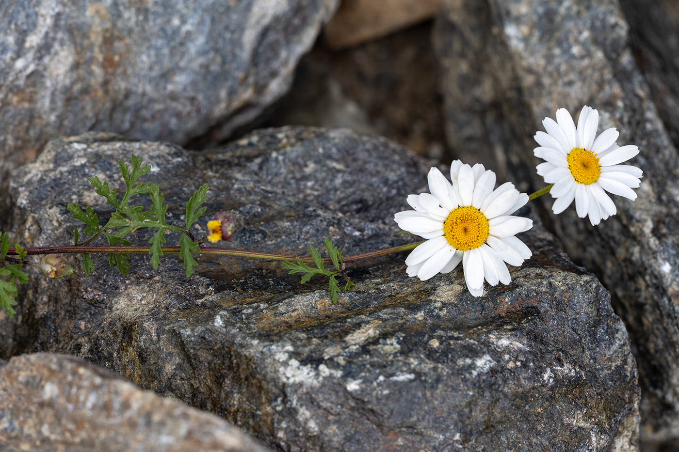 Image of genus Anthemis specimen.