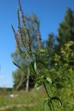 Veronica longifolia. Верхушка цветущего и плодоносящего растения. Беларусь, Витебская обл., дер. Сурмино, берег озера, суходольный разнотравно-злаковый луг на песке. 16.07.2026.