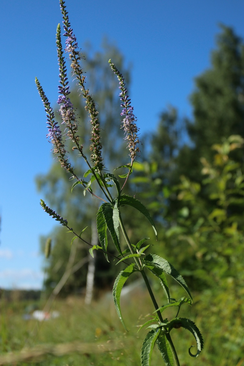Изображение особи Veronica longifolia.