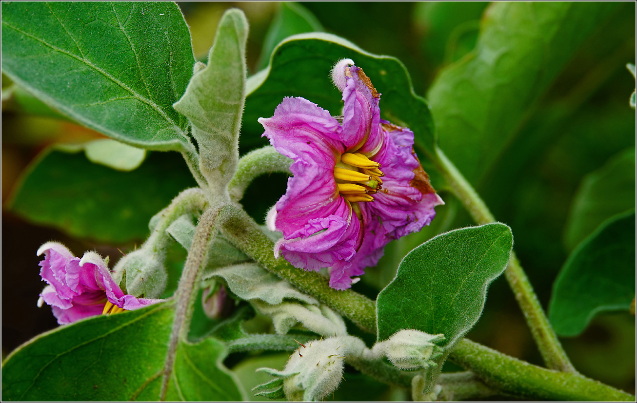 Image of Solanum melongena specimen.