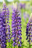 Lupinus polyphyllus. Соцветия. Кировская обл., Кикнурский р-н, окр. села Тырышкино, суходольный разнотравно-злаковый луг. 10.06.2026.