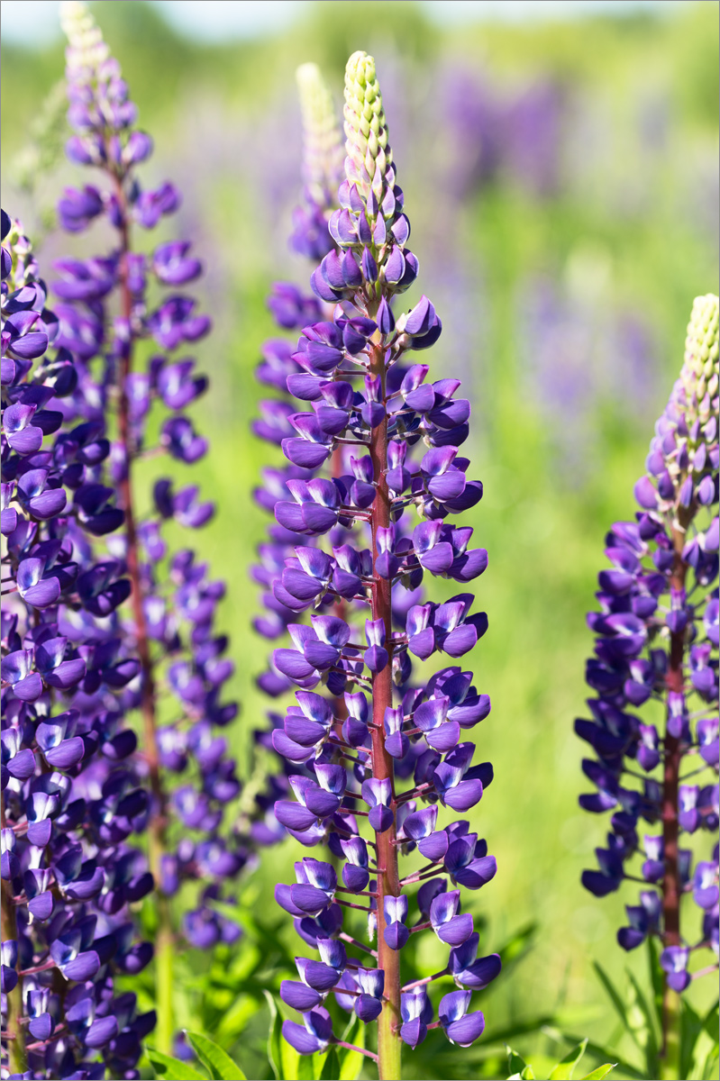 Image of Lupinus polyphyllus specimen.