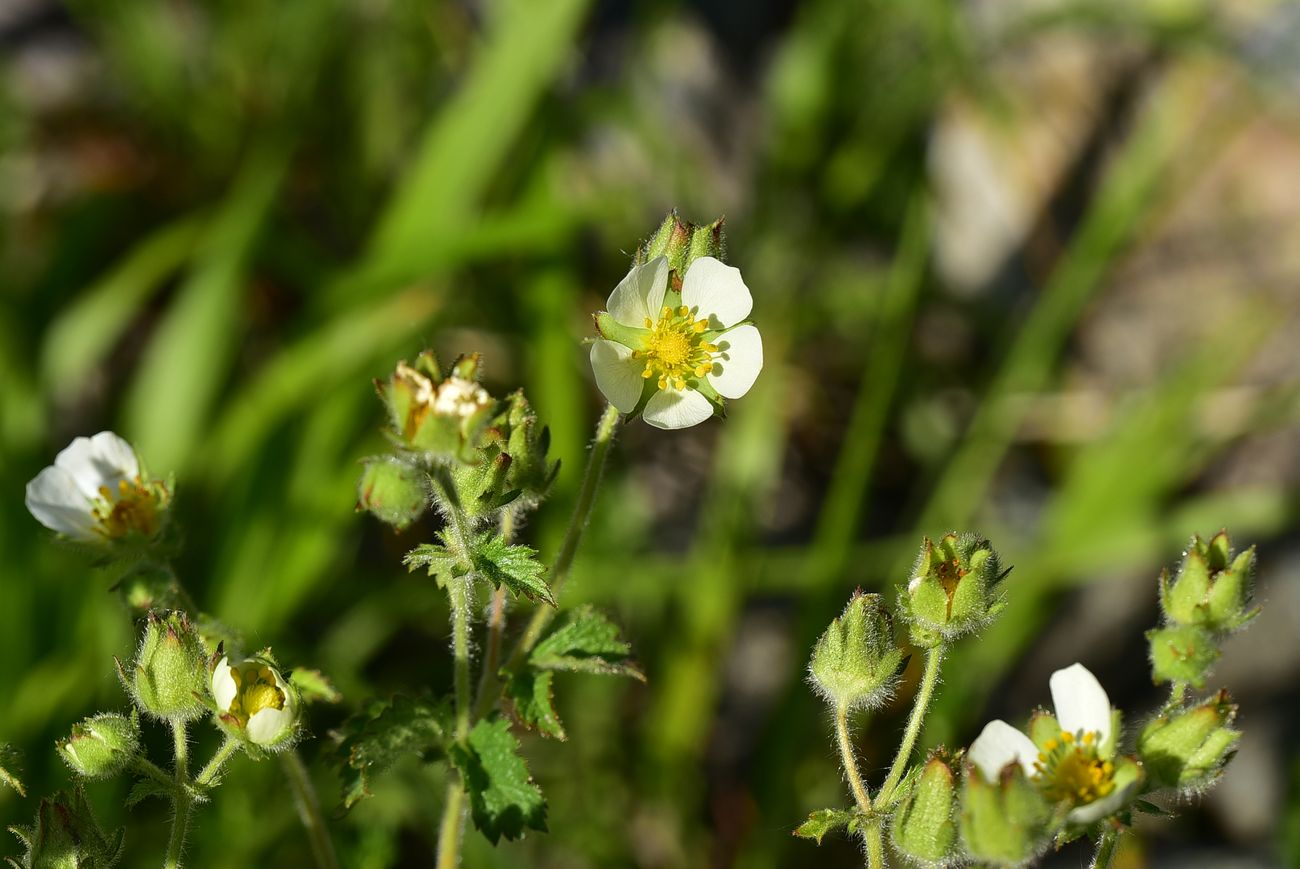 Изображение особи Potentilla foliosa.