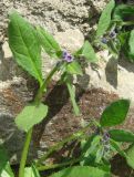 Asperugo procumbens. Побеги с цветками. Крым, окр. Ялты. 25 апреля 2011 г.