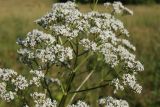 Valeriana officinalis
