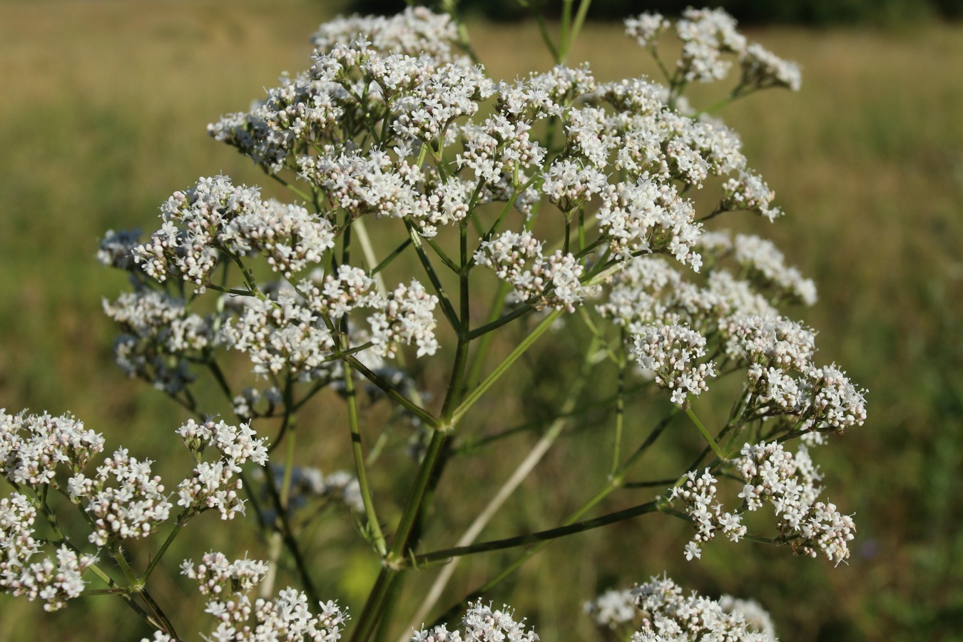 Image of Valeriana officinalis specimen.