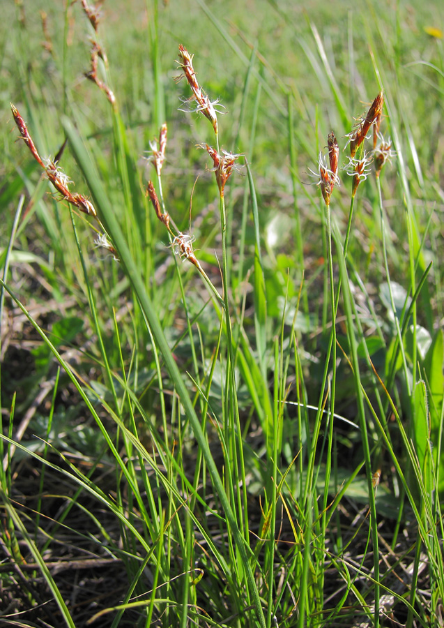 Изображение особи Carex praecox.