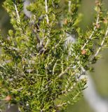 Erica arborea