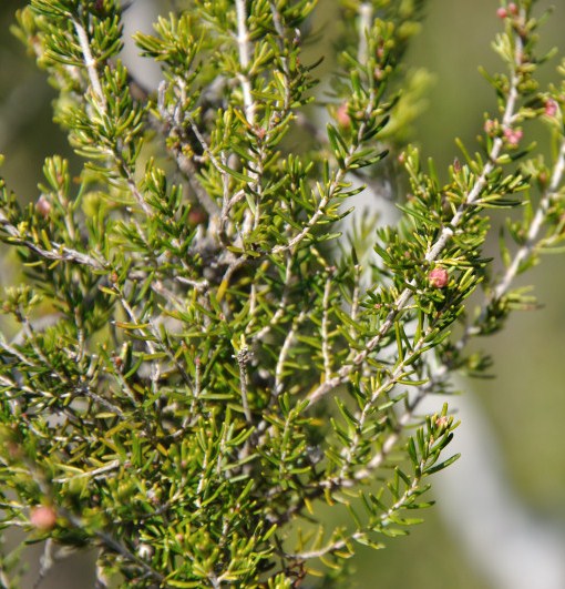 Image of Erica arborea specimen.