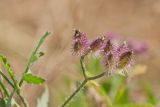 Turgenia latifolia. Соплодие. Ростовская обл., Мясниковский р-н, окр. хут. Недвиговка, склон степной балки. 09.06.2011.