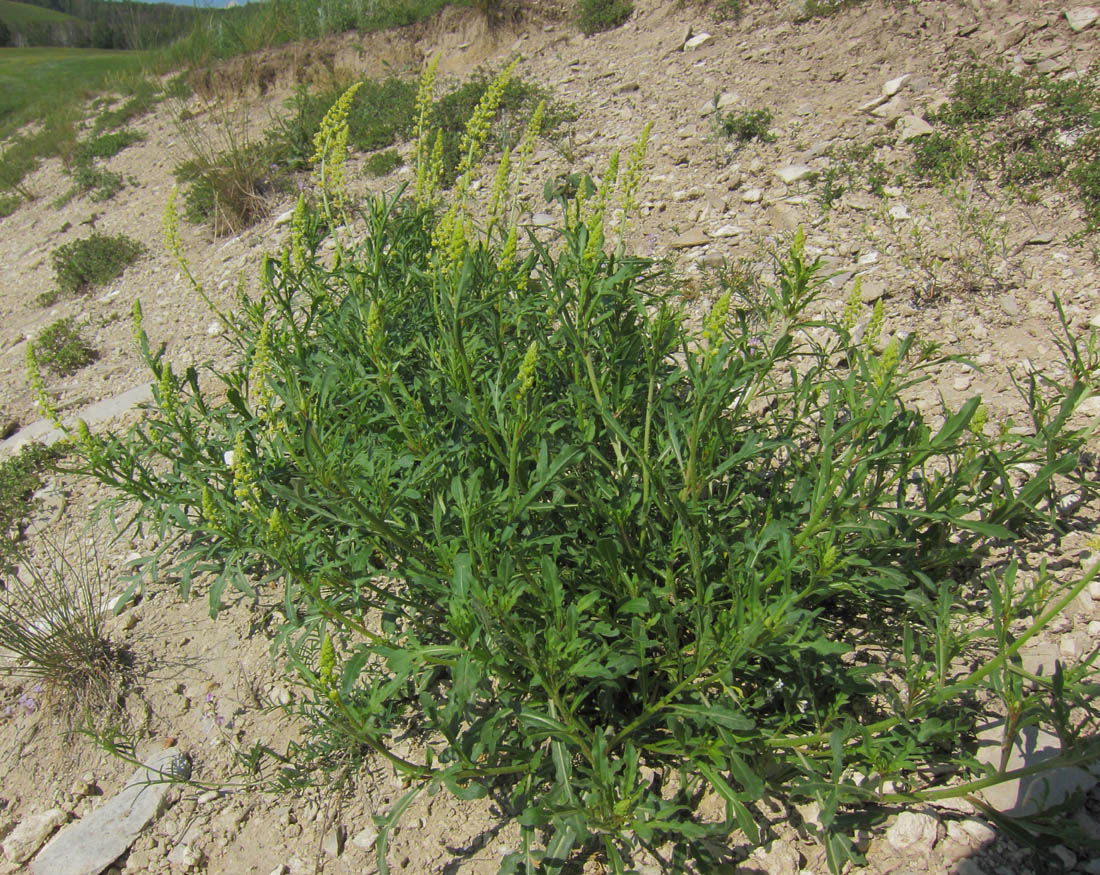 Изображение особи Reseda lutea.