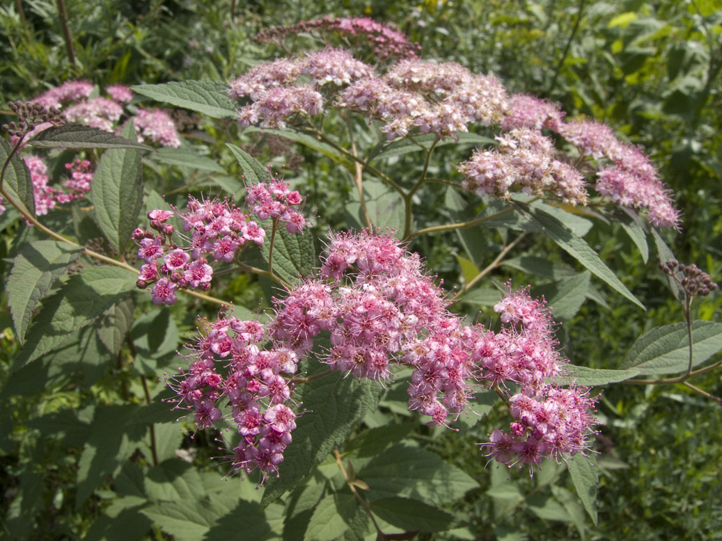 Image of Spiraea japonica specimen.