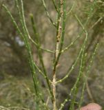 Haloxylon aphyllum. Веточки. На молодых побегах видны характерные редуцированные листья, имеющие вид бугорков. Каракумы. Июнь 2011 г.