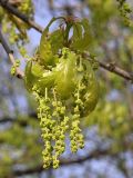 Quercus robur