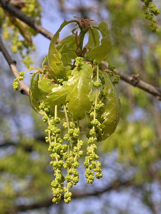 Изображение особи Quercus robur.