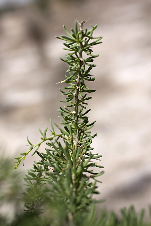Image of Lycium ruthenicum specimen.
