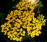 Achillea arabica. Соцветие. Копетдаг, Чули. Конец мая 2011 г.