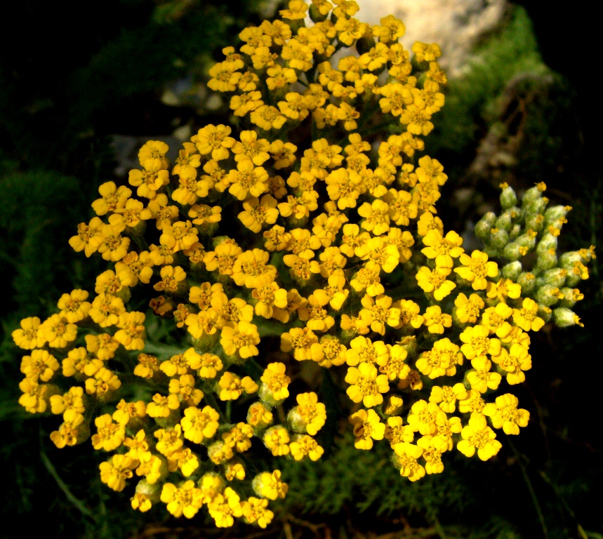 Image of Achillea arabica specimen.