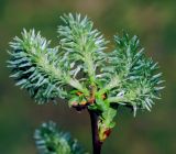 Salix myrsinifolia