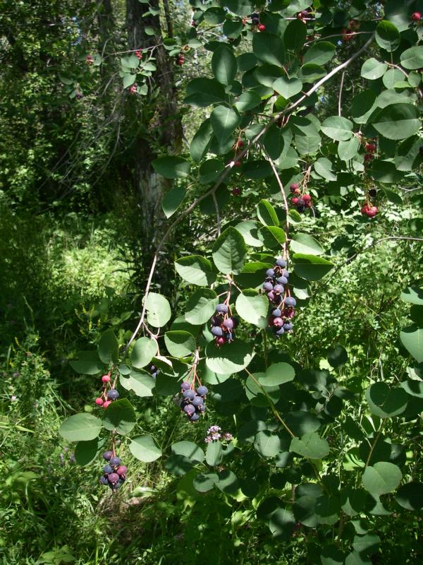 Image of Amelanchier ovalis specimen.