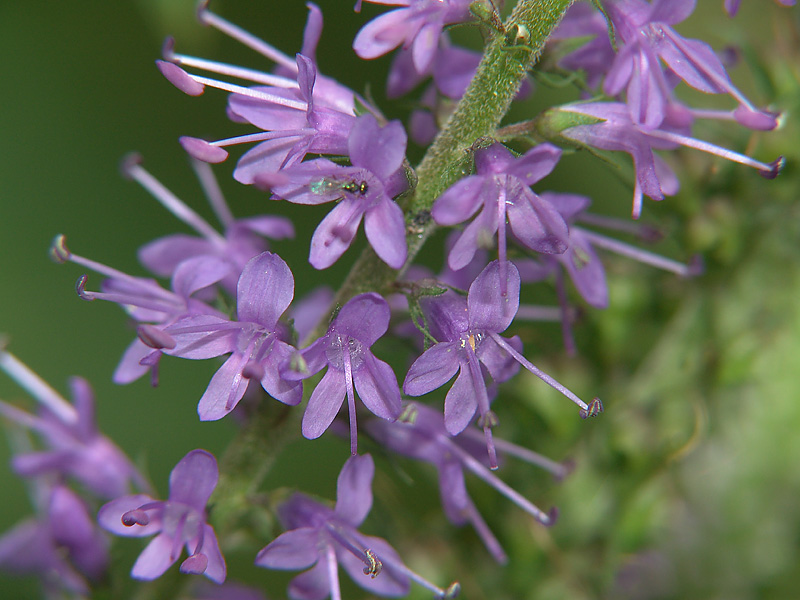 Изображение особи Veronica longifolia.