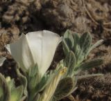 Convolvulus secundus