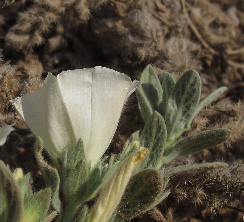 Изображение особи Convolvulus secundus.