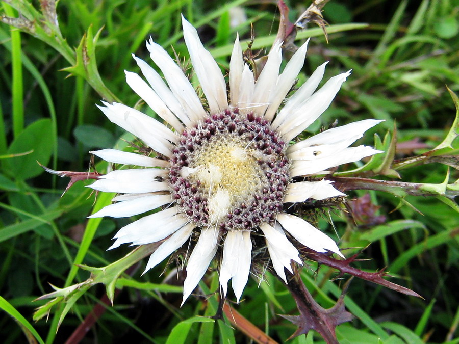 Image of Carlina cirsioides specimen.