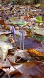 Crocus speciosus