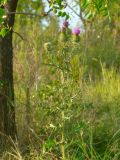 Cirsium vulgare