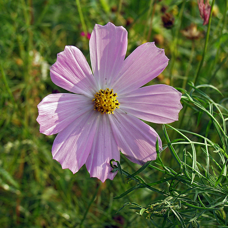 Изображение особи Cosmos bipinnatus.