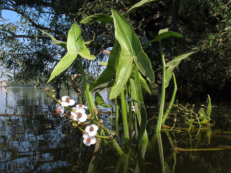 Изображение особи Sagittaria sagittifolia.