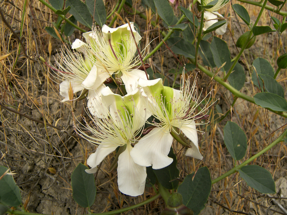 Изображение особи Capparis herbacea.